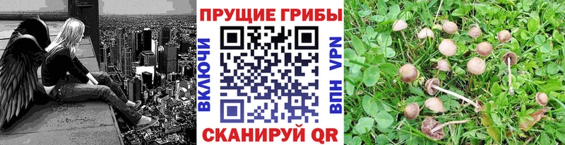 Галлюциногенные грибы Cubensis  Баймак 